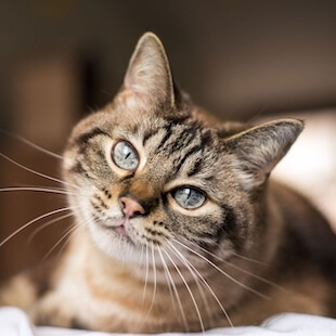 Pet Dentistry in Torquay North
