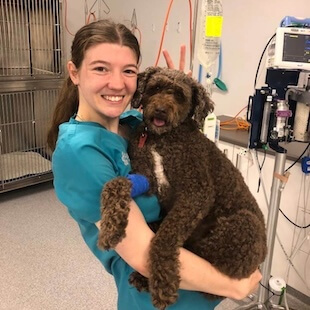 Pet Surgery in Torquay North