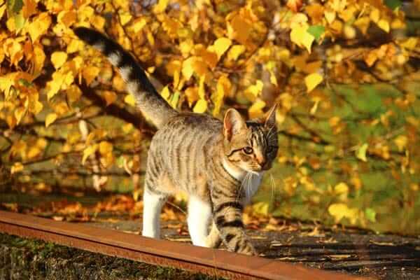 Autumn Pet Dangers Cat