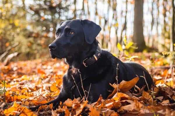 Autumn Pet Dangers Dog