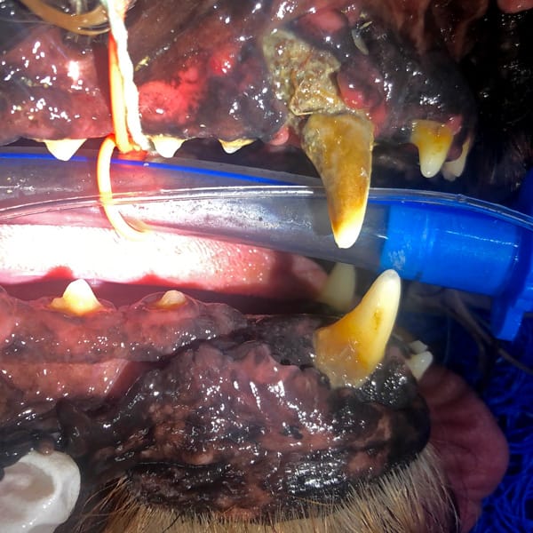 Abcess Grass Seed - Dental Disease
