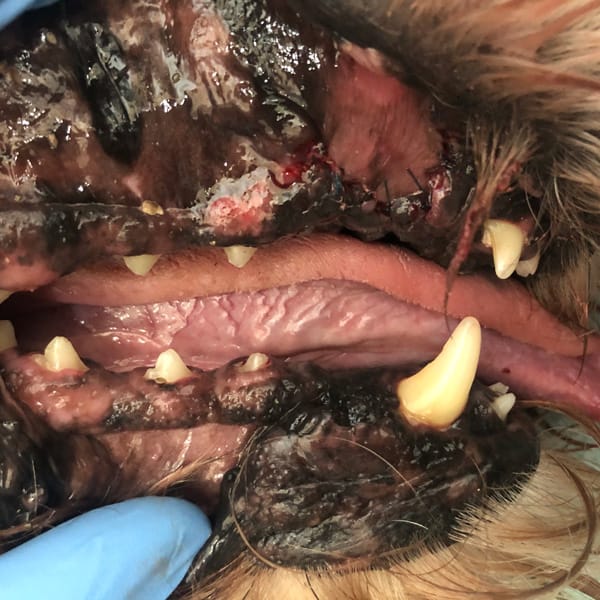 Abcess Removed Dental Disease