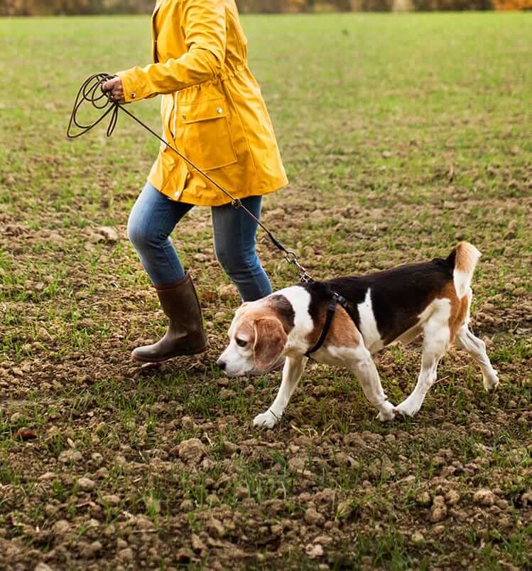 Exercising Old Dogs Winter exercising with your dog