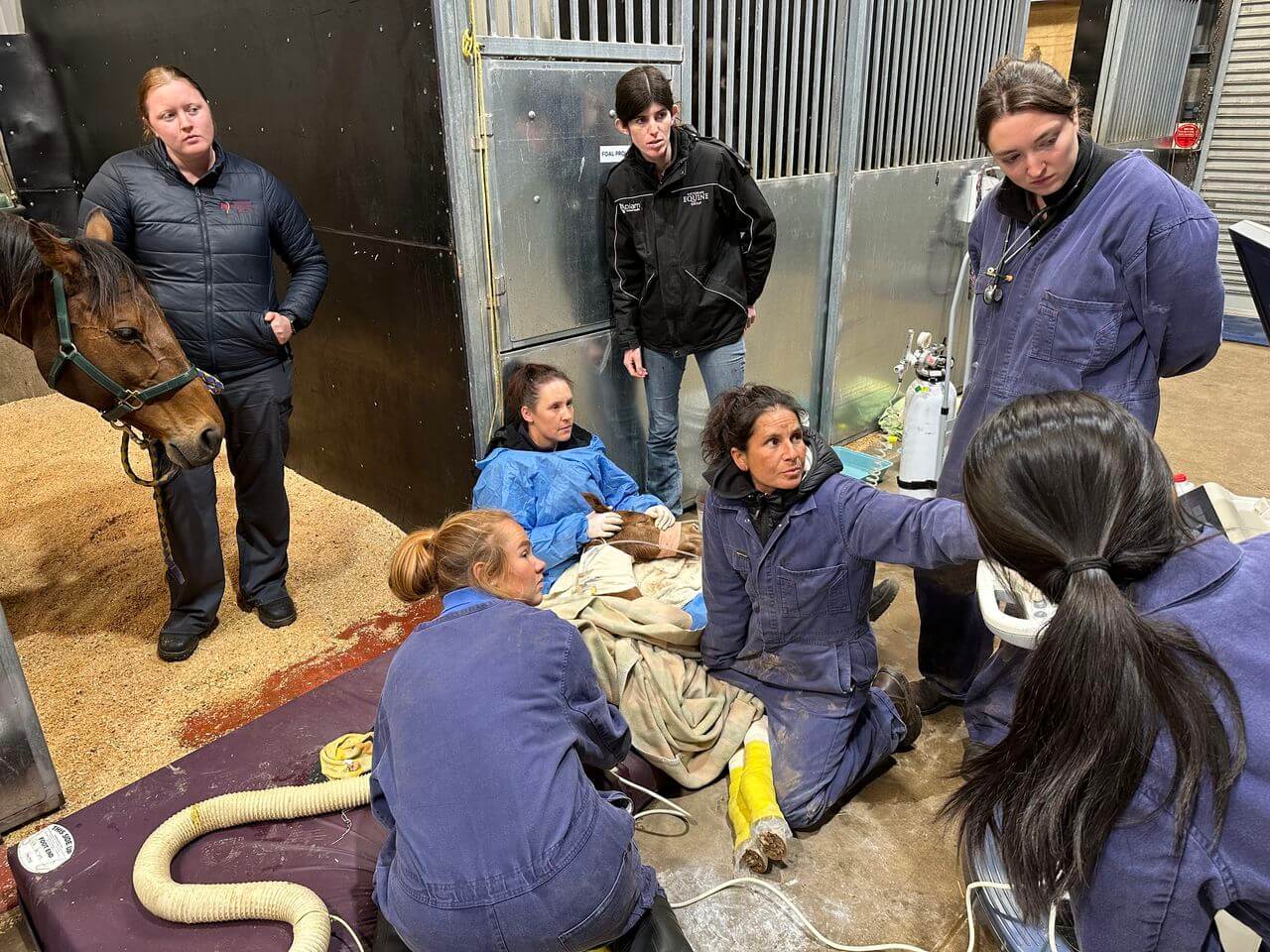 Foal Ambulance