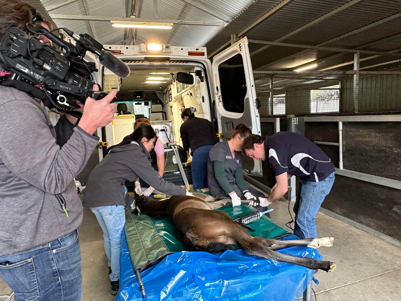 Foal Ambulance