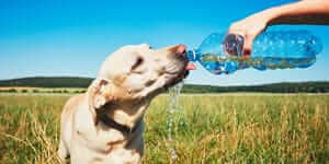 Heat Stress