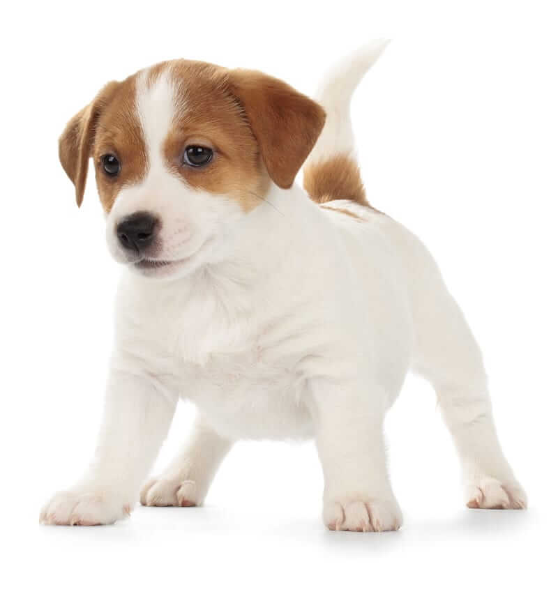 Puppy School