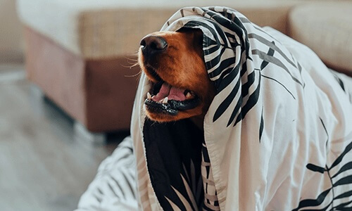 Winter Wellness